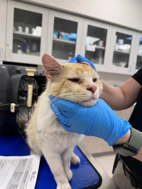 An adult large-sized male Domestic Long Hair cat named Frito for adoption in San Luis Obispo, CA