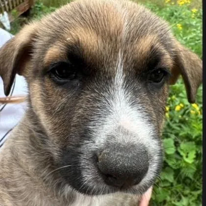 A young large-sized female Shepherd dog named Rd for adoption in Kansas City, MO