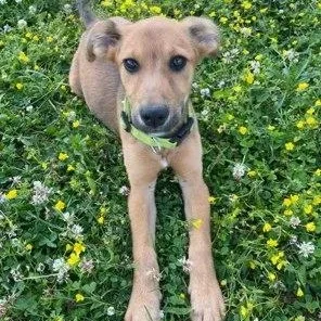 A young medium-sized male Red / Chestnut / Orange German Shepherd Dog dog named Cypress for adoption in Lexington, KY