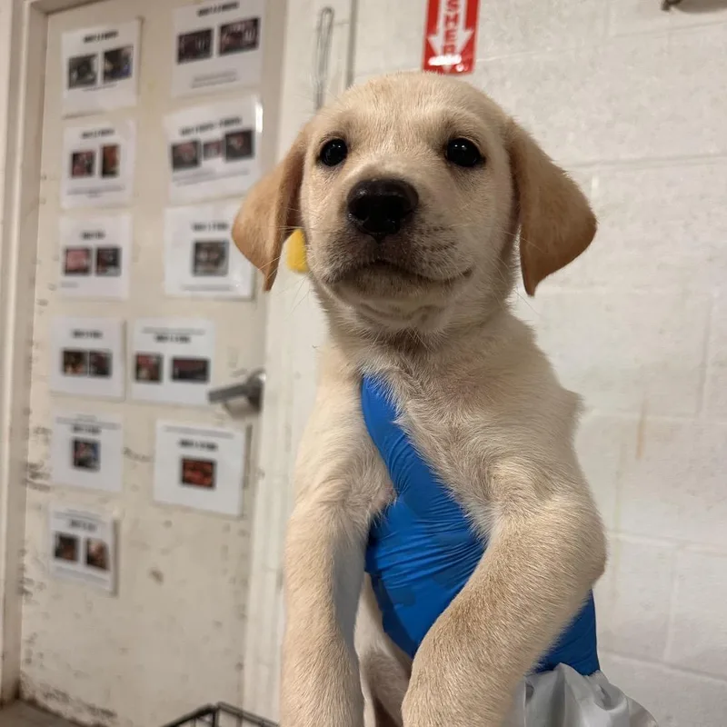 A baby medium-sized male Yellow / Tan / Blond / Fawn Mixed Breed dog named Mike Wazowski for adoption in Edinburg, TX