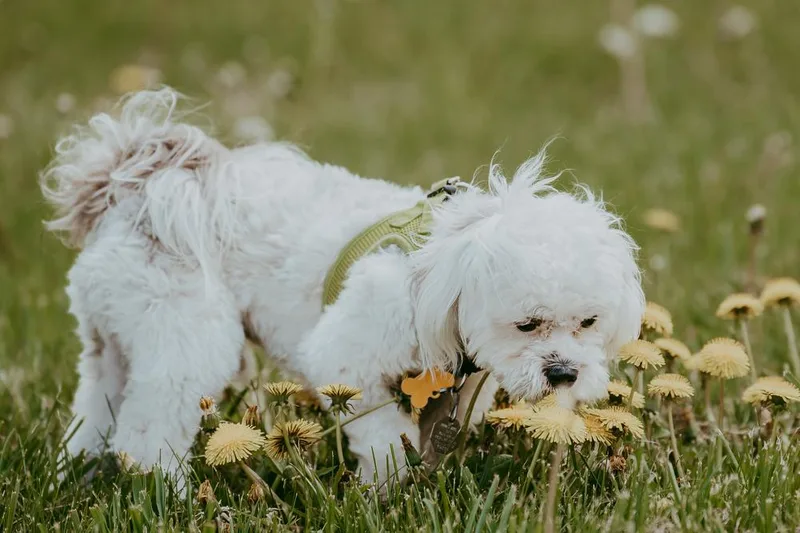 A baby small-sized male Shih Tzu dog named Rowdy Piper for adoption in Waunakee, WI