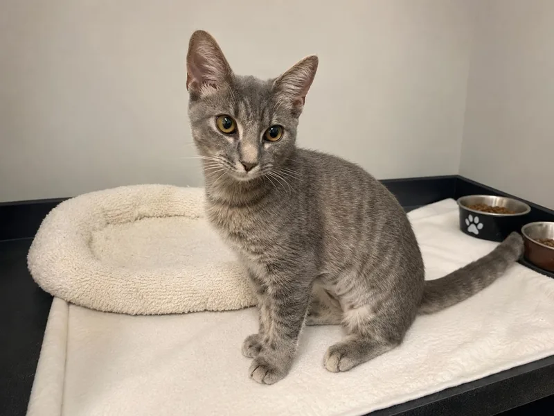 A baby medium-sized female Domestic Short Hair cat named Opal for adoption in Sanford, FL