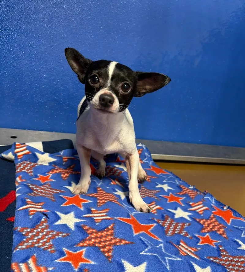 A baby small-sized male Chihuahua dog named Zippy for adoption in Pierceton, IN