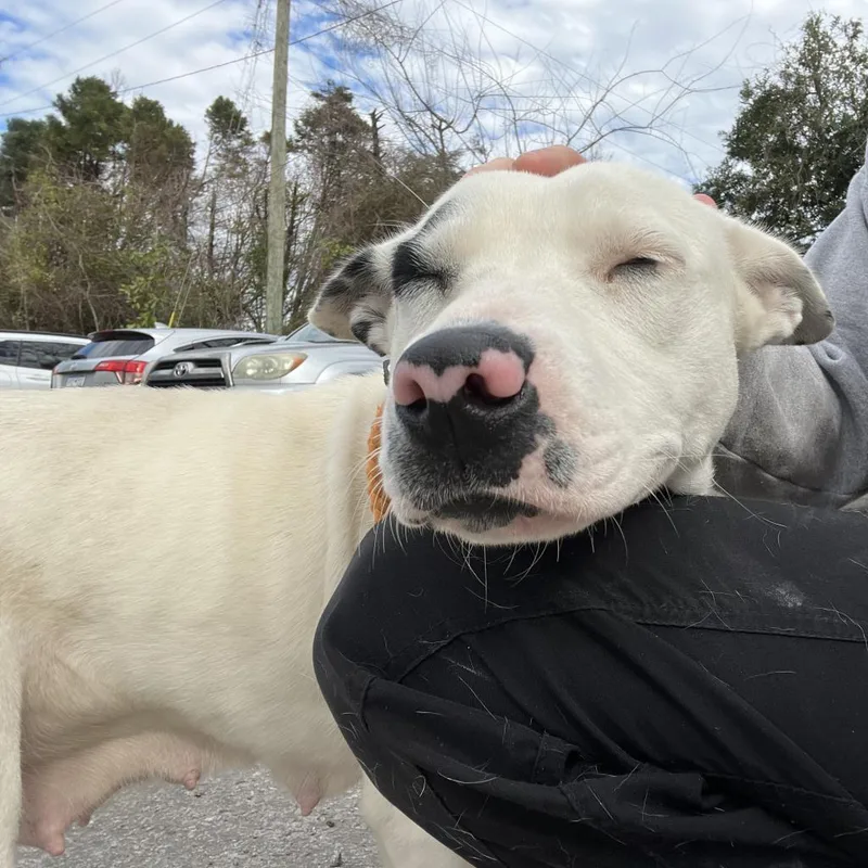 An adult medium-sized female Black Terrier dog named Maybelline for adoption in Summerville, SC