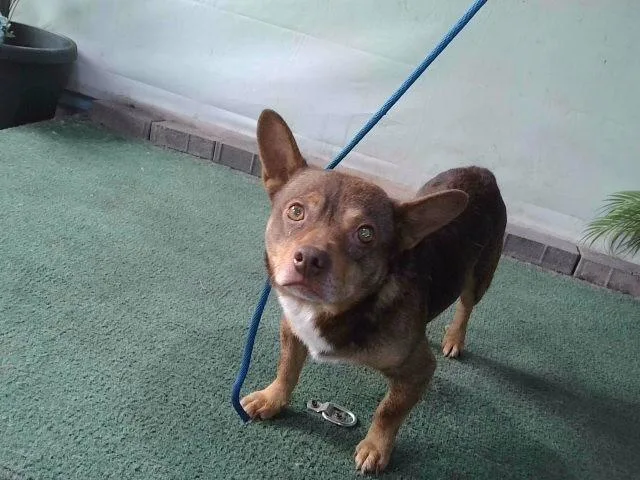 An adult small-sized male Chihuahua dog named Tux for adoption in Baldwin Park, CA