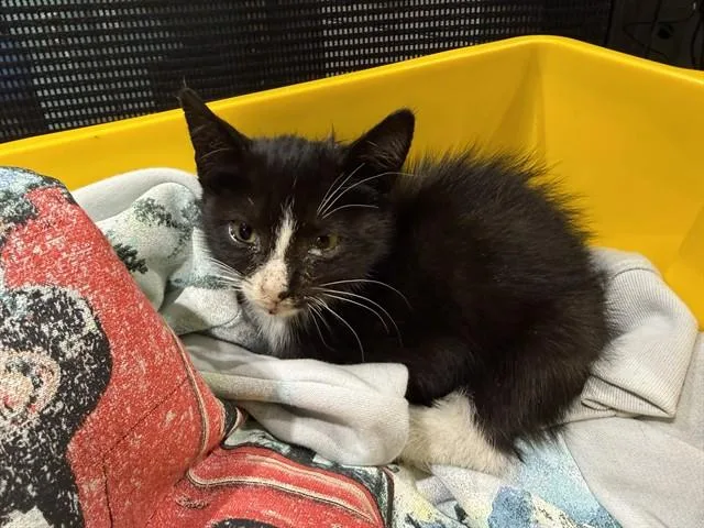 A baby small-sized male Domestic Short Hair cat named Archery for adoption in Garland, TX