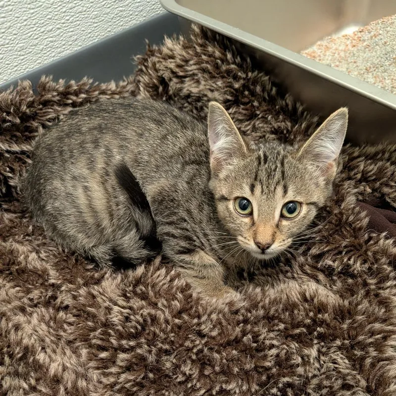 A baby small-sized male Brown / Chocolate Domestic Short Hair cat named Soos for adoption in Chico, CA