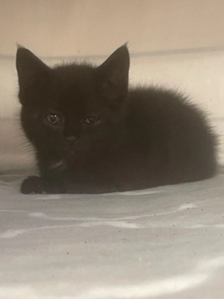 A baby small-sized male Domestic Short Hair cat named Banana Nut Bread for adoption in Blountville, TN