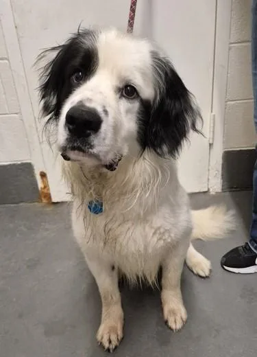 An adult large-sized male White / Cream Newfoundland Dog dog named Max for adoption in Butte, MT