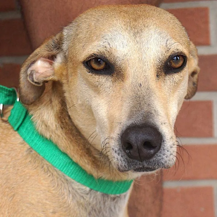 Pistache thumbnail 2