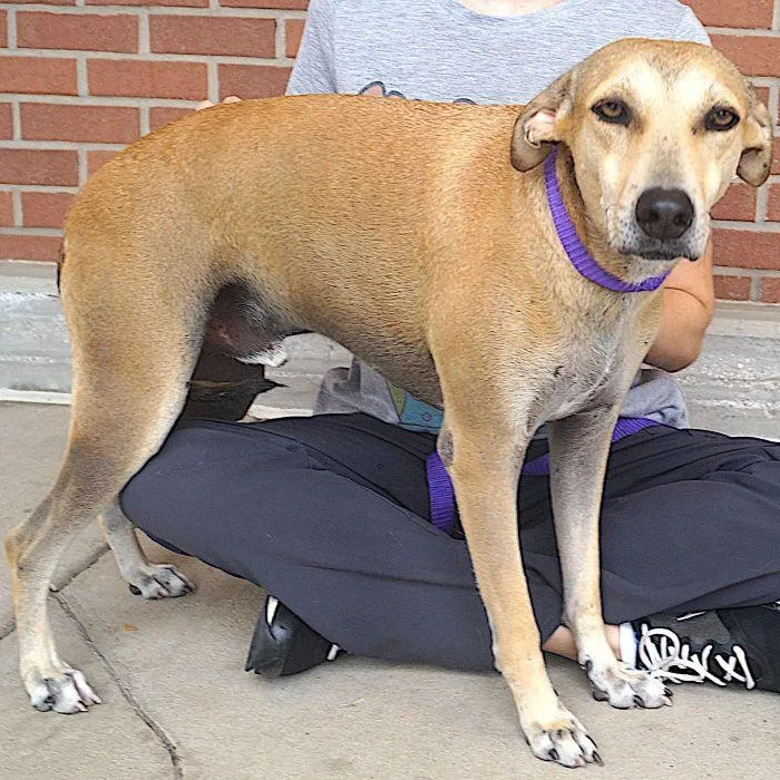 Pistache thumbnail 3