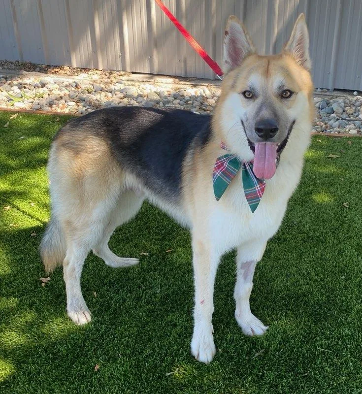 An adult medium-sized male Shepherd dog named St. Vincent for adoption in Colusa, CA