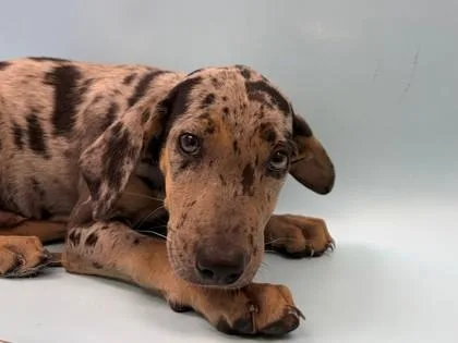 A baby large-sized male Catahoula Leopard Dog dog named Specks for adoption in Woodbury, MN
