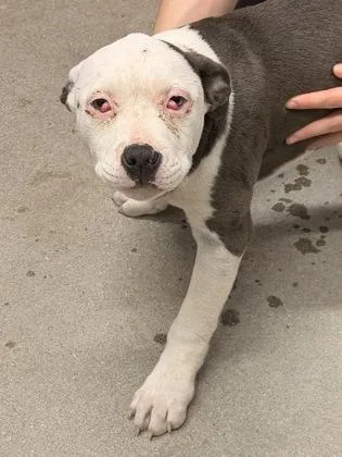A baby small-sized female Mixed Breed dog named Cherry for adoption in West Chester, PA
