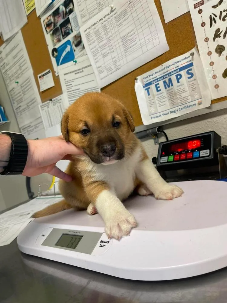 A baby large-sized male Mastiff dog named Harbor for adoption in Bolivar, MO