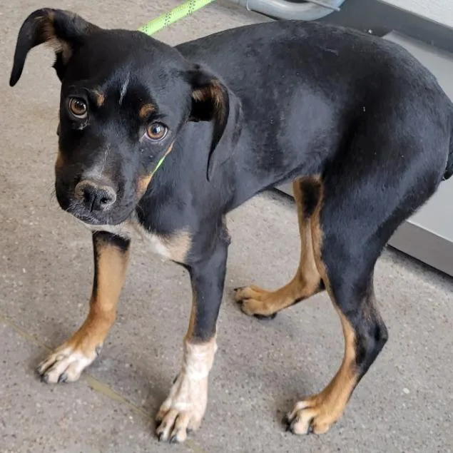 A baby medium-sized female Black Mixed Breed dog named Susie Q for adoption in Las Cruces, NM