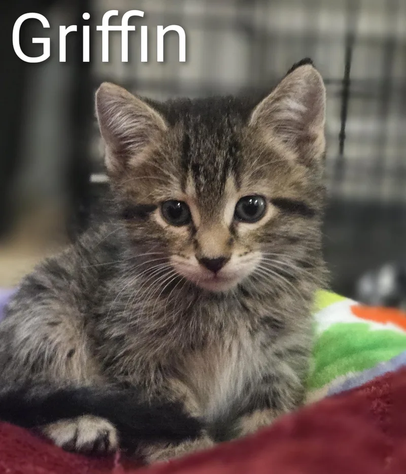 A baby medium-sized male Tabby (Brown / Chocolate) Domestic Short Hair cat named Griffin for adoption in La Crescent, MN