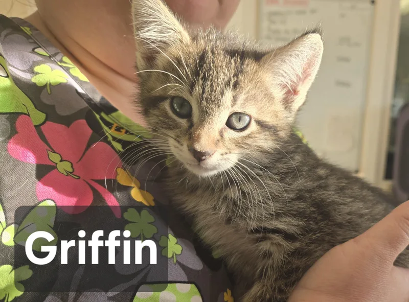Griffin thumbnail 2