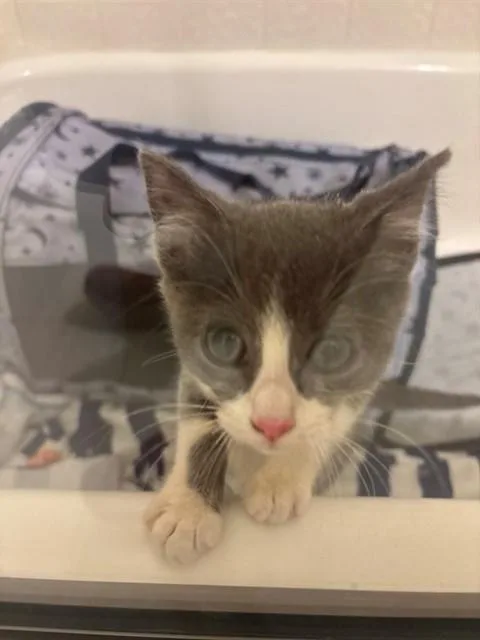 Sushi A