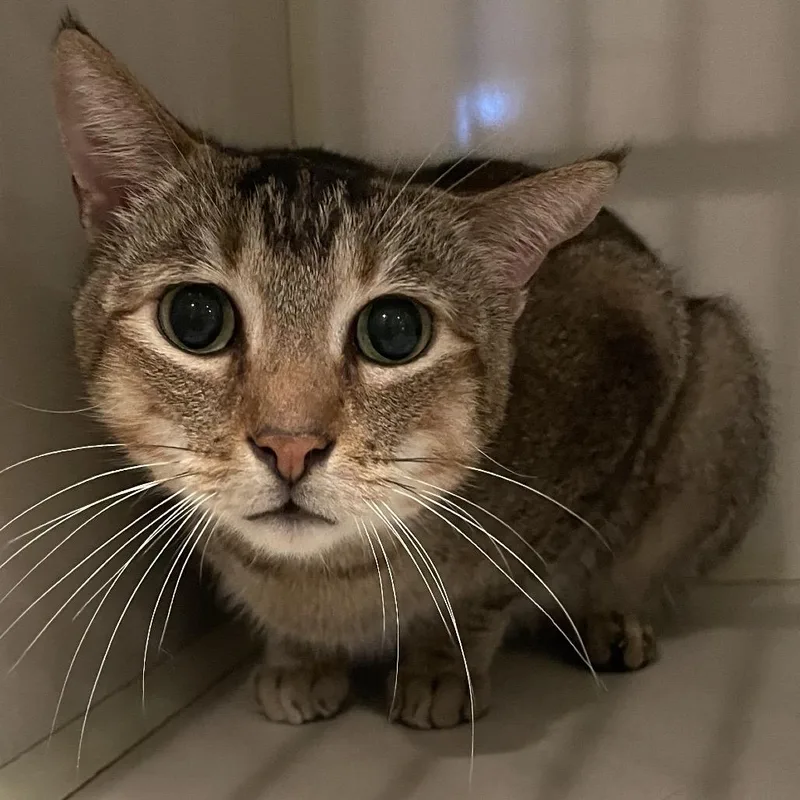 An adult large-sized male Brown / Chocolate Domestic Short Hair cat named Munchy for adoption in Port Charlotte, FL