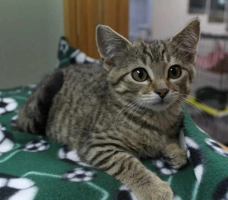 A baby medium-sized male Domestic Short Hair cat named Tibbido for adoption in Portage, WI