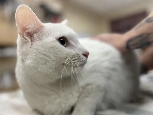 An adult small-sized male Domestic Short Hair cat named Okarun for adoption in Aliquippa, PA