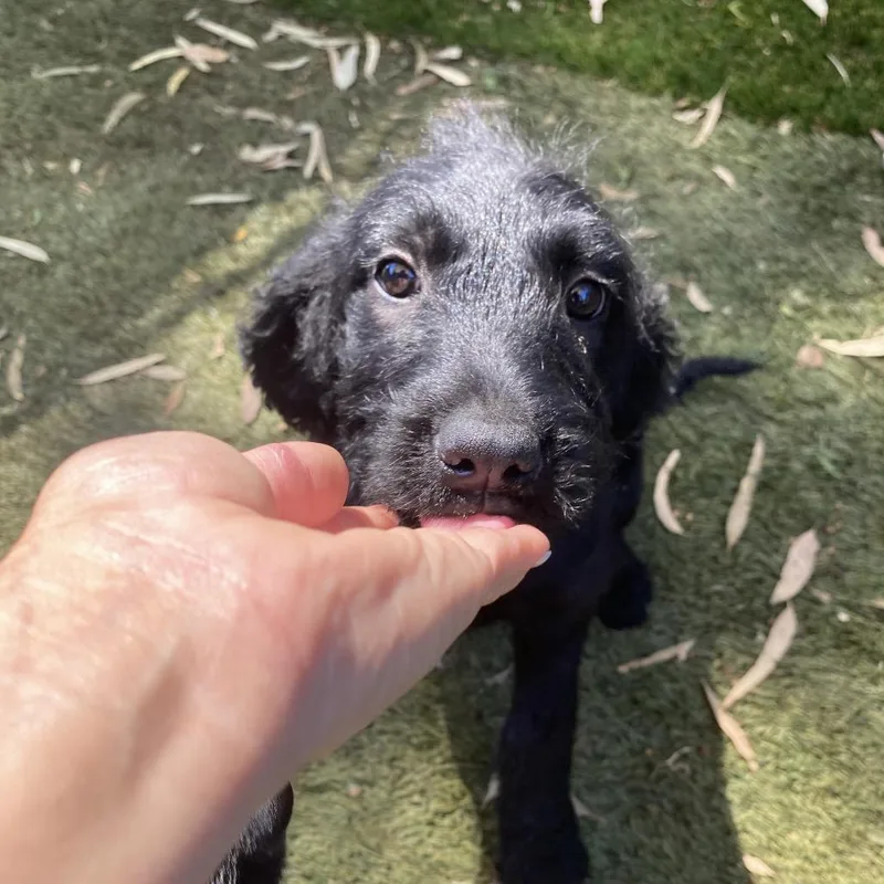 A baby medium-sized female Black Poodle dog named Chloe for adoption in Escondido, CA