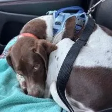 An adult medium-sized female German Shorthaired Pointer dog named Ruby for adoption in Ingleside, IL