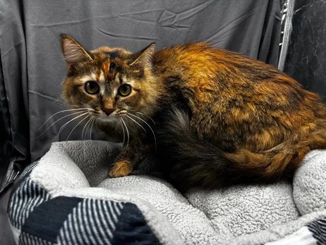 An adult medium-sized female Domestic Long Hair cat named Rosa for adoption in Appling, GA