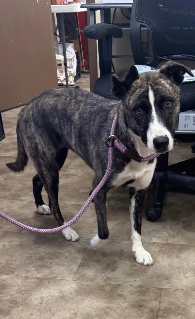 A young medium-sized female Mountain Cur dog named Mochi for adoption in Springfield, OH