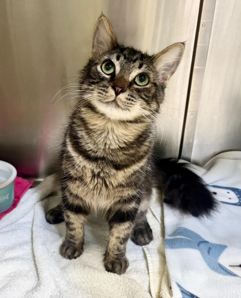 A young large-sized male Domestic Long Hair cat named Trotsky for adoption in Grants Pass, OR