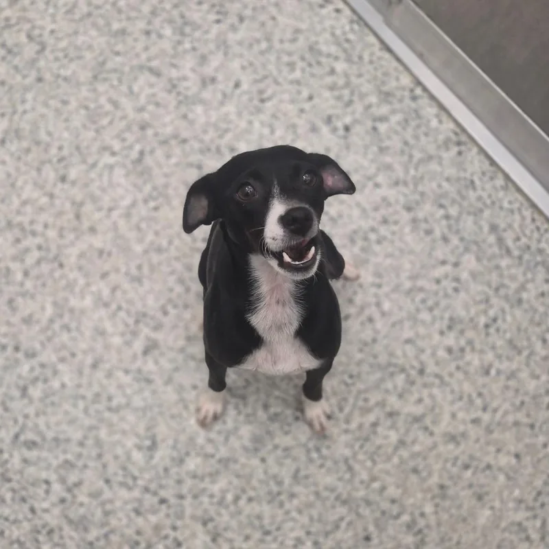 An adult small-sized female Black Chihuahua dog named Chili for adoption in Newark, DE