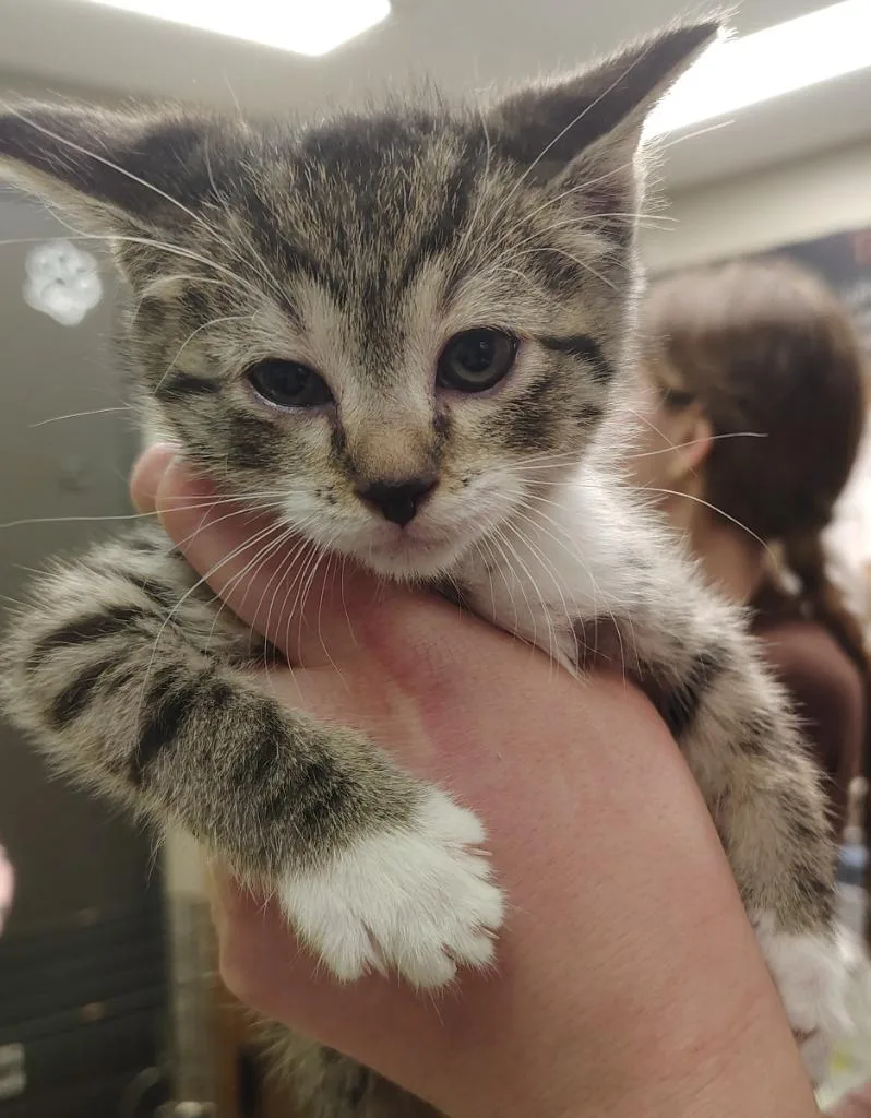 A baby small-sized female Domestic Short Hair cat named Mercury for adoption in Saint Clairsville, OH