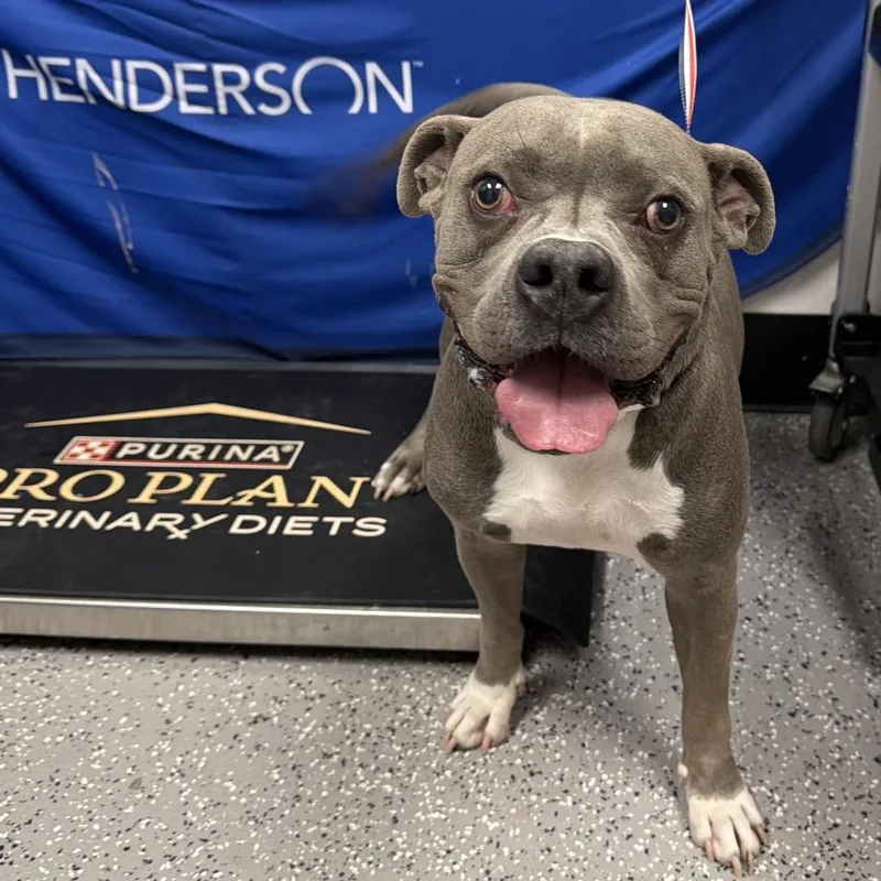 An adult medium-sized male Gray / Blue / Silver Boxer dog named Sparky for adoption in Henderson, NV