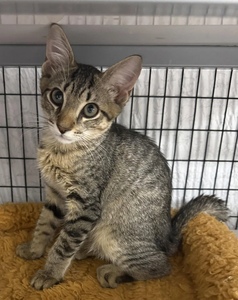 A young medium-sized male Domestic Short Hair cat named Fried Pickle for adoption in Satellite Beach, FL