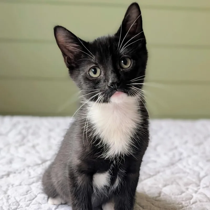 A baby medium-sized male Black & White / Tuxedo Domestic Short Hair cat named Thicket for adoption in Murfreesboro, TN