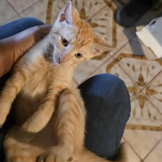 A baby small-sized female Tabby (Orange / Red) Tabby cat named Missy for adoption in Miami, FL