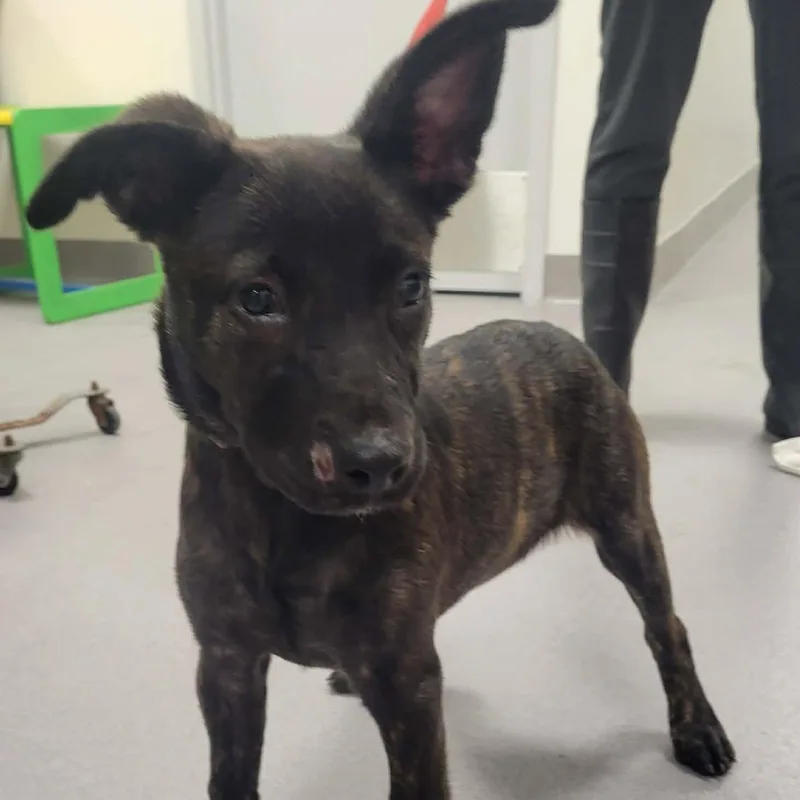 A young medium-sized female Brindle Dutch Shepherd dog named Bunny for adoption in Tylertown, MS