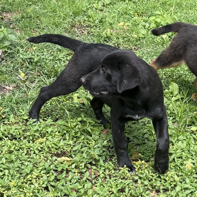 A baby small-sized male Black Shepherd dog named Dahlberg for adoption in Springboro, OH