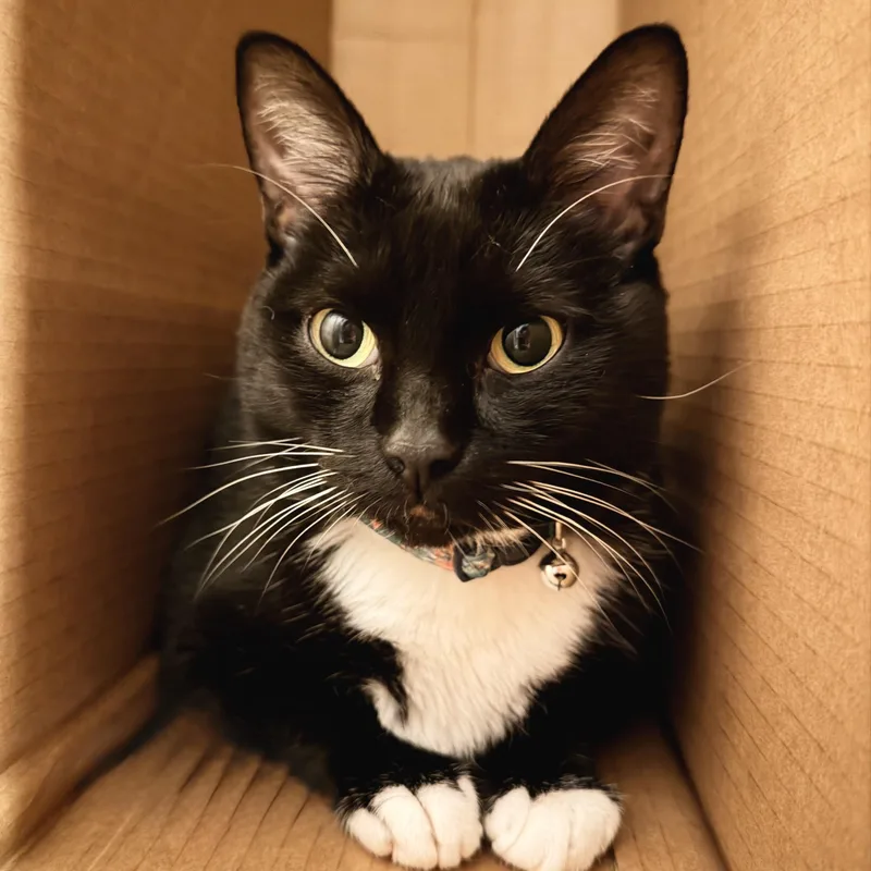 An adult medium-sized female Black & White / Tuxedo Tuxedo cat named Minnie for adoption in Springfield, MO