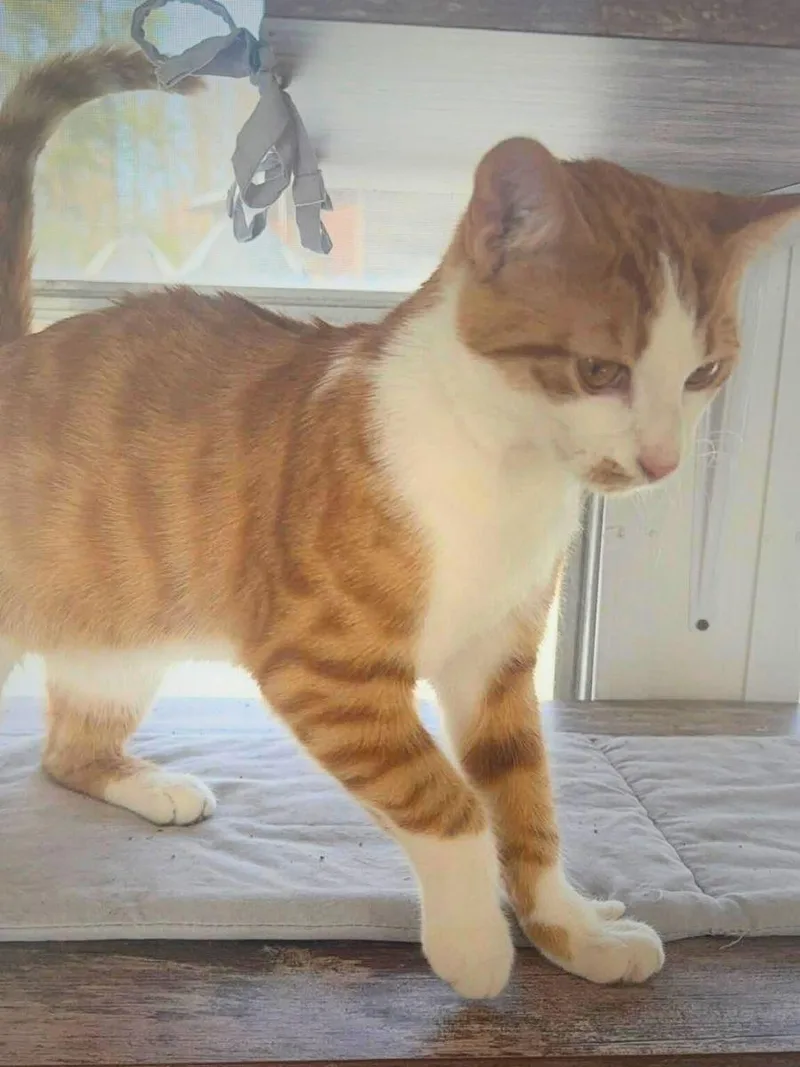 Cody | Young | thumbnail 2