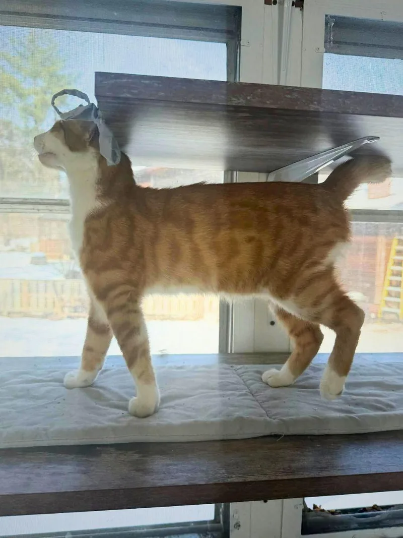 Cody | Young | thumbnail 3