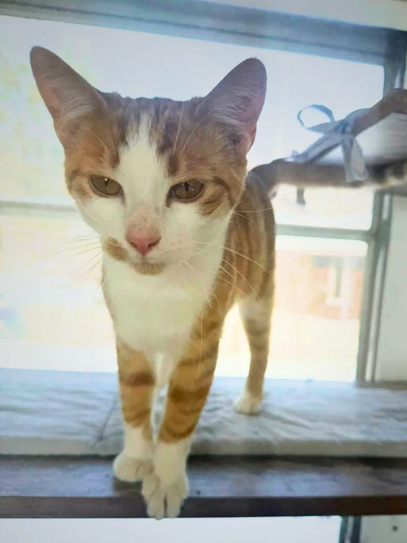 Cody | Young | thumbnail 4