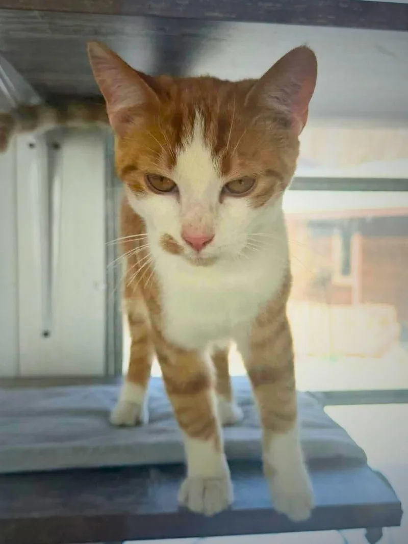 Cody | Young | thumbnail 5