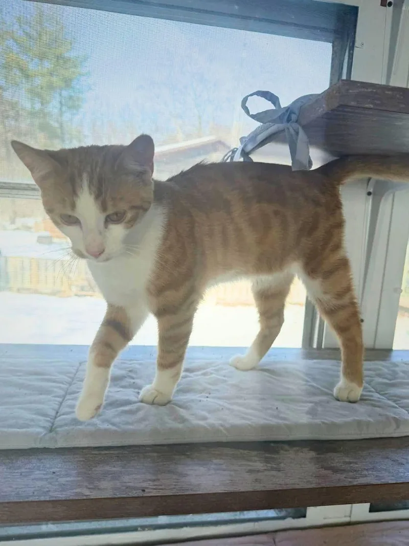 Cody | Young | thumbnail 6