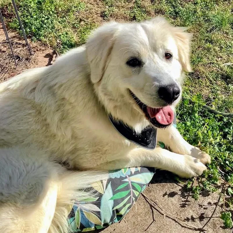 An adult large-sized female White / Cream Great Pyrenees dog named Aurora for adoption in Shelby, NC