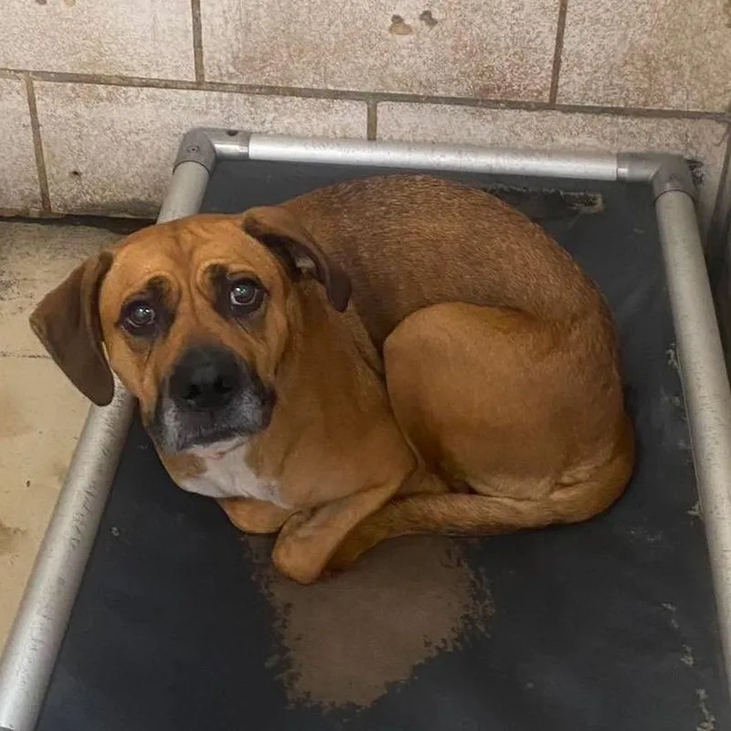 An adult medium-sized female Yellow / Tan / Blond / Fawn Mixed Breed dog named Coco for adoption in Huntington, WV
