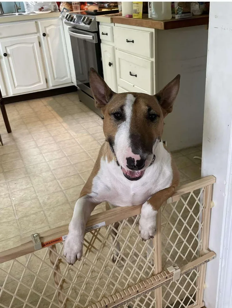 An adult large-sized female Bull Terrier dog named Juno for adoption in New York, NY