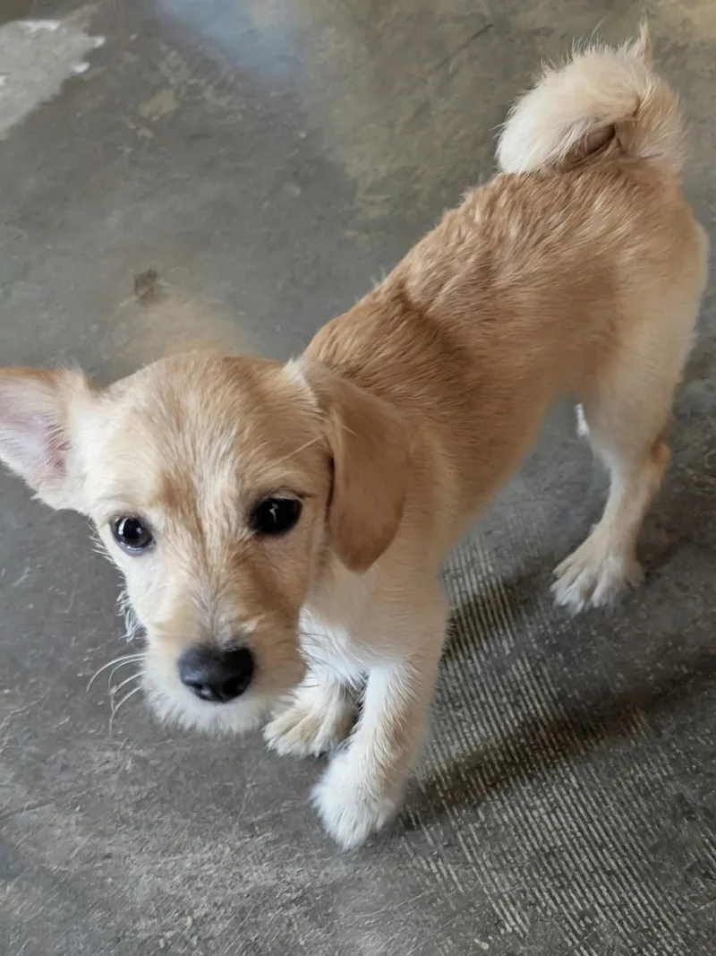A baby small-sized male Miniature Poodle dog named Clark for adoption in Dallas, TX