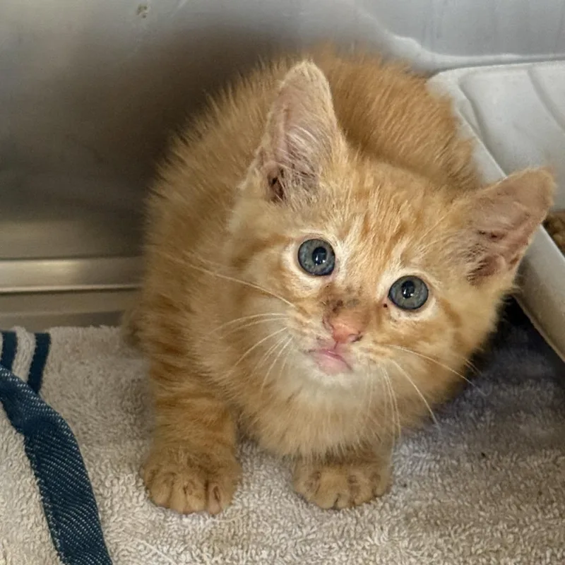 A baby medium-sized male Domestic Short Hair cat named Crimson for adoption in Brenham, TX